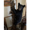 Image 4 : bear cub climbing on tree full mount. Mounted By Jim Boland . Height 89” Width 22”