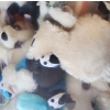 Image 3 : Big Bag of Assorted Stuffed Animals 