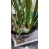 Image 4 : Hanging Swag Ceiling Light, Ikea Side Table, and Plant