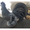 Image 2 : Ornamental Garden Rooster 24" t