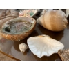 Image 11 : Sea Shell Collection including starfishes, sand dollars large shells, small shelves, shell dishes, a