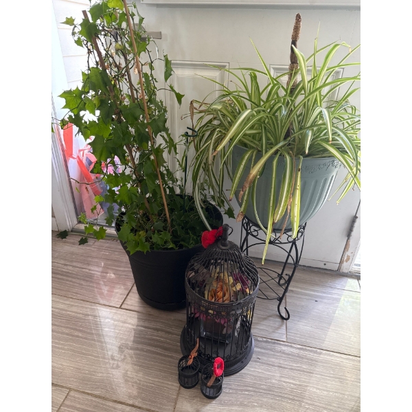 Healthy & Happy House Plants w/ 3 Decorative Bird Cages 14T