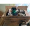 Image 2 : Collectors Choice Porcelain Doll Collection