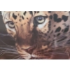 Image 3 : East of the Sun Leopard by Carl Brenders Ltd Edition Print 662/950 39 1/2 w 31 h