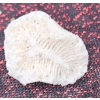 Image 17 : Coral and Fossil Fragments
