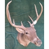 Image 3 : Mounted Whitetail Deer Head Taxidermy