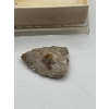Image 3 : dinosaur tooth from the CRETACEOUS Period Drumheller Alberta and a indigenous arrowhead.
