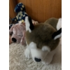 Image 2 : Assorted Stuffed Animals - Beanie Babies & More