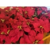 Image 4 : On Point Poinsettias - Artificial Holiday House Plant Hoard  - More Than U Can Count