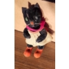 Image 2 : - Stuffed Animals Including: Kersa Cat, Gund, and More! Mouse 10 T, Cat 6.5 T