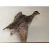 Image 4 : Sharp-tailed Grouse and rough tailed grouse wall hang mounts both are vintage in great shape . 
