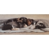 Image 1 : "Sweet Dreams" Framed Print by Adeline Halvorson 31x18 in.