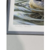 Image 4 : " Pintails in Spring" Signed Robert Bateman Print 