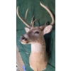 Image 3 : Taxidermy White-Tailed Deer Mount