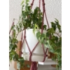 Image 2 : Pair of Living Potted Hanging Plants 