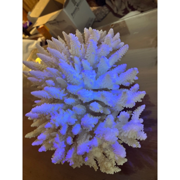 Coral 10x8x7 amazing piece of coral form the depths of the ocean 