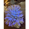 Image 1 : Coral 10x8x7 amazing piece of coral form the depths of the ocean 