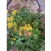 Image 2 : Beautiful Potted Perennials Grow Bags Seeds & More 