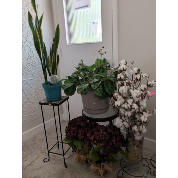 Home Decor Plants Collection - Real & Artificial 