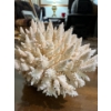 Image 4 : Coral 10x8x7 amazing piece of coral form the depths of the ocean 