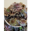 Image 6 : Live Succulent Garden #1 - 3 Large 2 Medium Sized Pots 
