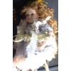 Image 4 : Assorted Porcelain Dolls: Tallest- Centre Doll w/ Brown Hair 20 T