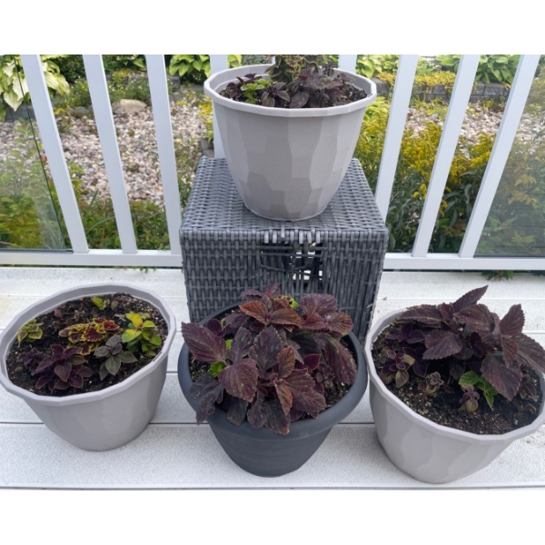 4 Outdoor Potted Plants - Perennials - Coleus  
