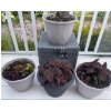 Image 1 : 4 Outdoor Potted Plants - Perennials - Coleus  