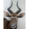 Image 3 : African Nyala Torso 23W x 35D x 74T