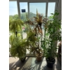 Image 2 : Set of 4 Artificial Plants, 5 Ft Tall 