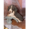 Image 3 : Dog Figurines by Multiple Makers