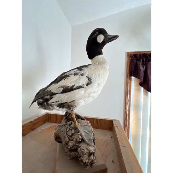 Vintage taxidermied bufflehead duck 