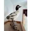Image 1 : Vintage taxidermied bufflehead duck 