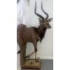 Image 2 : African Nyala Torso 23W x 35D x 74T