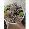 Image 5 : Live Succulent Garden #2 - 3 Large 2 Medium Sized Pots 