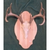 Image 2 : Deer Skull with Antlers on Wood Plaque