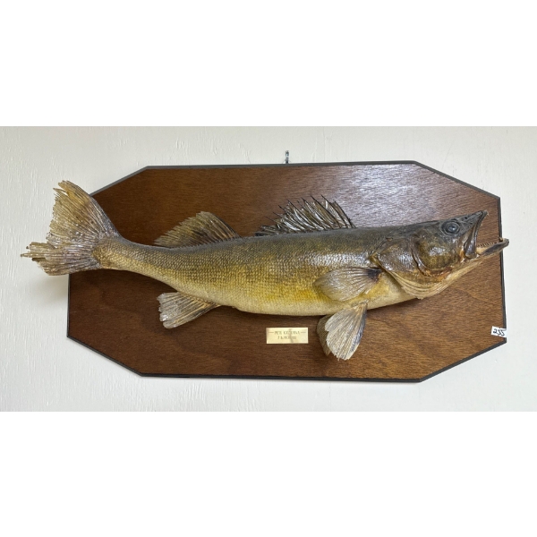 Taxidermy Pikeral 26L