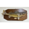 Taxidermy Pikeral 26L