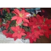 Image 3 : Wreath 18" Diameter, Faux Poinsettia Stems in Basket, Ornaments, Table Decor and More!