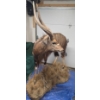 Image 3 : Full-Body Nyala Taxidermy Mount