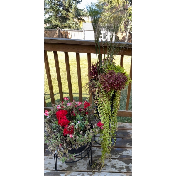 Live Outdoor Plants - Mixed Vibrant Red Blooms Green Foliage & More