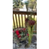 Image 1 : Live Outdoor Plants - Mixed Vibrant Red Blooms Green Foliage & More