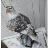 Image 2 : Eagle Outdoor Resin Statue 32 T