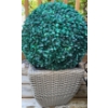 Image 4 : Live Outdoor Plant (Dianthus + Portulaca) w/ 2 Artificial Topiary Balls 