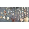 Image 3 : Coral and Fossil Fragments