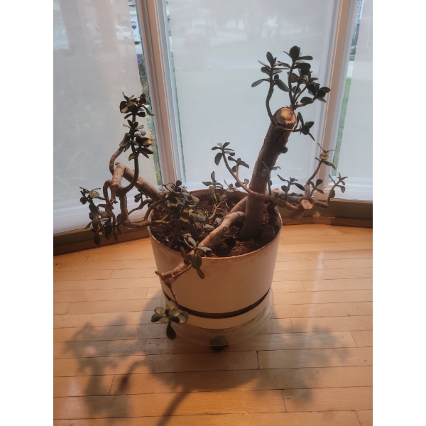 Lovely Potted Jade Plant w/ Rollers 