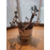 Image 1 : Lovely Potted Jade Plant w/ Rollers 