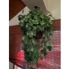 Image 4 : Modern Flower Art Paintings x2 With Large Silk Plant In Pot And Hanging Plant Planter 