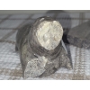 Image 2 : Soapstone Carvings: Seal 2 W, 3.5 D, 2.5 T - Owl 3 W, 2 D, 3.5 T 