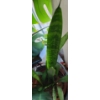 Image 5 : Large Natural Houseplants- Monstera- Pot 16" Diameter, 12 T and Snake Plant- Pot 10" Diameter, 9 T